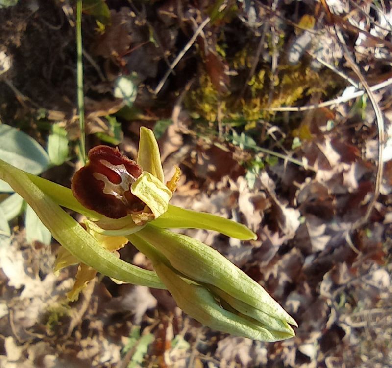 ophrys da identifcare